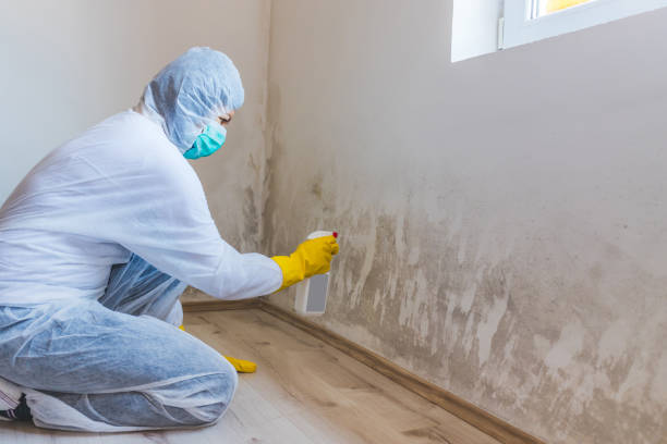Licensed Basement Mold Remediation service in Union Pier, MI - WQB Mold Removal