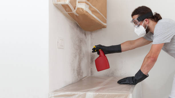 Professional Basement Mold Remediation technician working in Union Pier, MI
